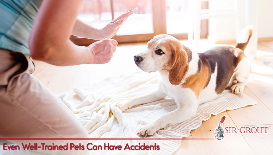 Even Well-Trained Pets Can Have Accidents 